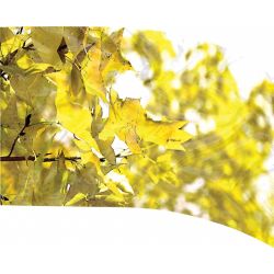 Style Plus - (Made To Order) - Digital Performace Flag - DIGI 767